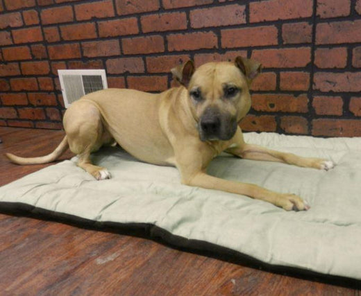 Warm Bellies Initiative Featured Pet: Meet Isis!