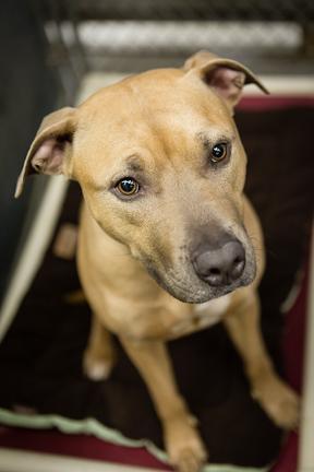 Warm Bellies Initiative Featured Pet: Meet Jasmine!