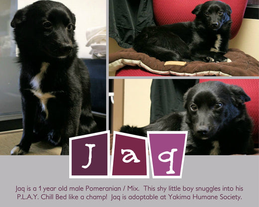 Warm Bellies Initiative Featured Pet: Meet Jaq