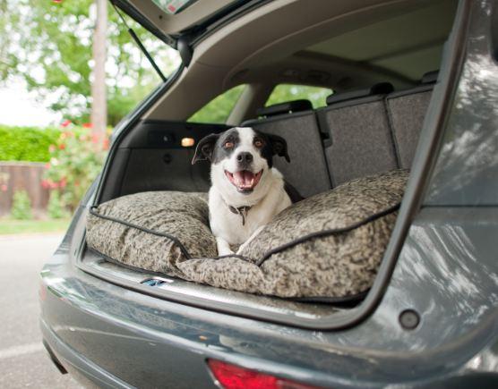 Momo Mondays: 10 Things Our Dogs Teach Us