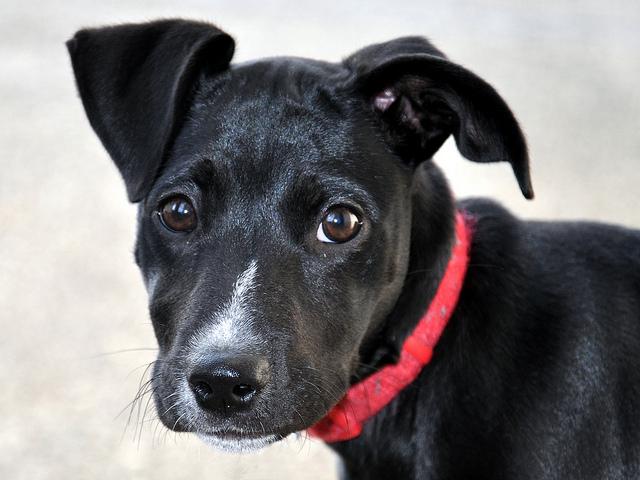 5 Ways an Early Warning System Keeps Pets Safe