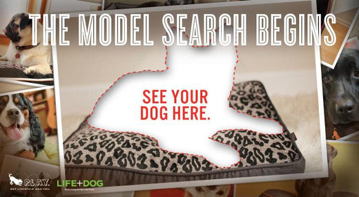 Momo Monday: Momo's Modeling Tips