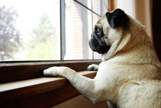 Leaving Your Pup for the First Time? 5 Tips to Give You Peace of Mind