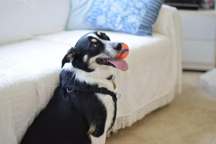 5 Easy Tips To Increase Your Dog’s Life Span