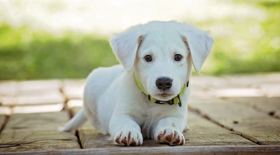 Living With Critters: Top 4 New Home Traits for Pet Owners
