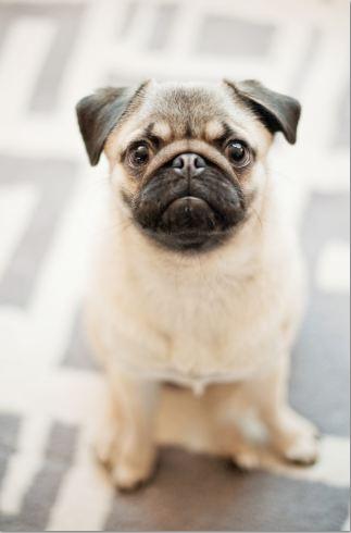 Momo Mondays: Momo's First Photoshoot