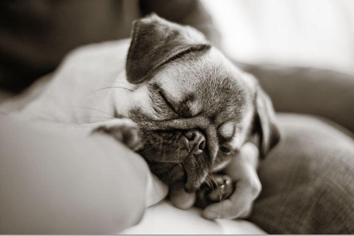 Momo Monday: A Dog's Purpose