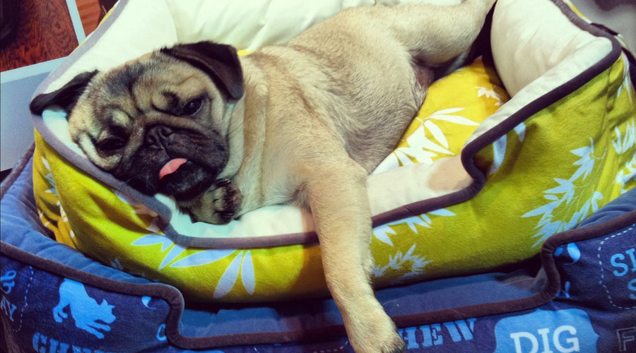 Wordless Wednesday: Momo's Got it Ruff