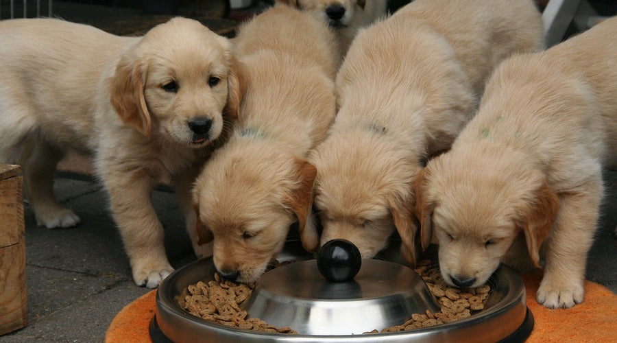 Managing the Weight of Multiple Dogs at Once