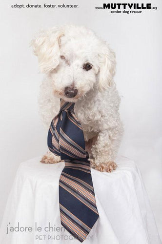 Warm Bellies Initiative Featured Pet: Meet Mickey!