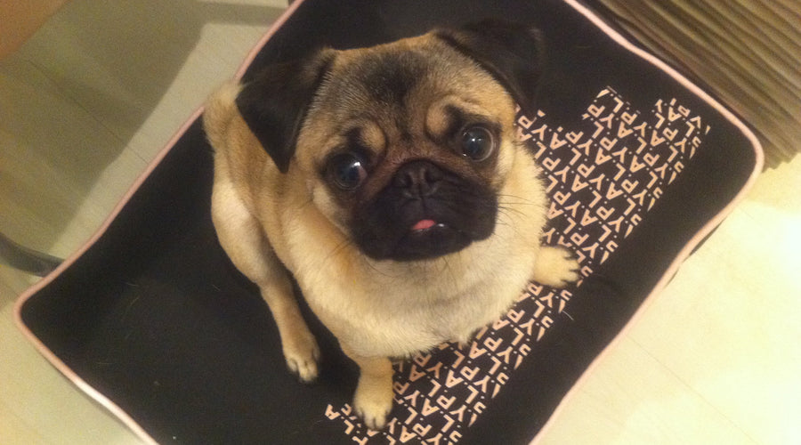 Momo Mondays: A Look Back at 2010