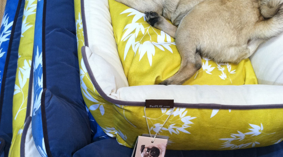 Momo Mondays: Have Pug, will Travel.