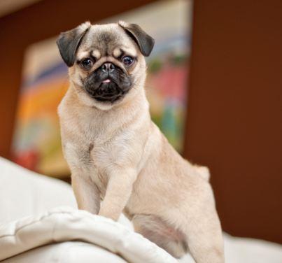 Momo Mondays: What Your Dog Doesn't Tell You