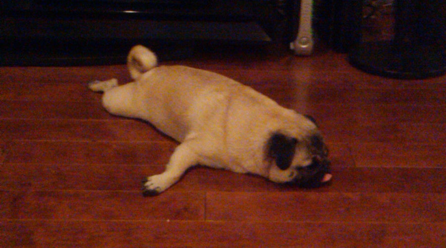 Wordless Wednesday: BlogPaws, the Aftermath