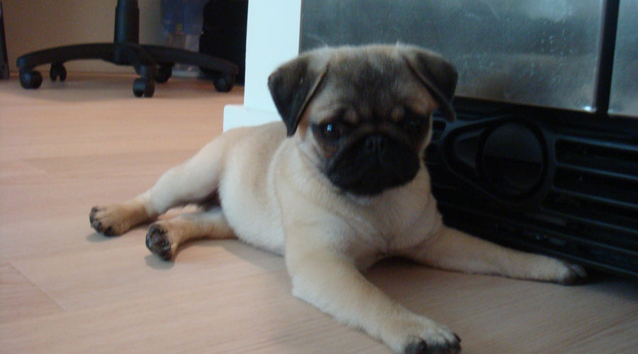 Happy Puppy Day!