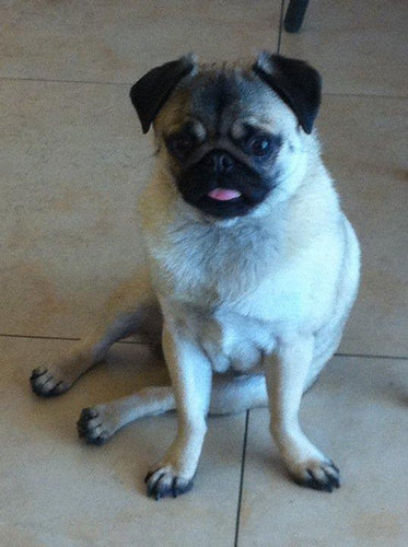 National Train Your Dog Month Training Tip #3: Consistency