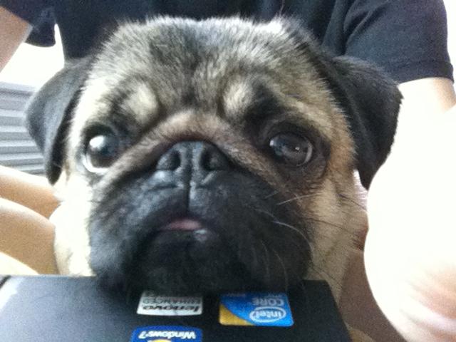 Wordless Wednesday: Dogs Skype Too!