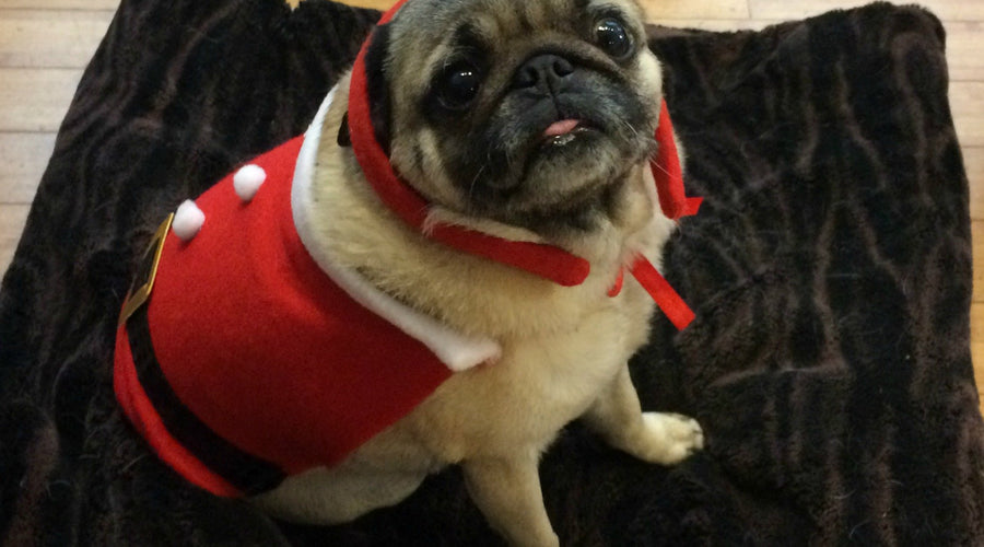 Momo Monday: Dear Santa Paws