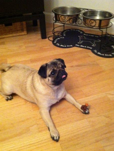 National Train Your Dog Month Training Tip #14: Old Dogs Can Learn New Tricks Too!