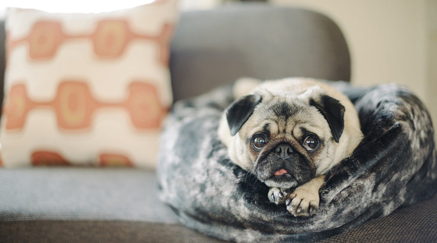 The Importance of Therapy Dogs in Alleviating Anxiety