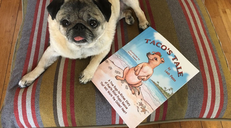 Momo Monday: Check Out These Smarty Pants!