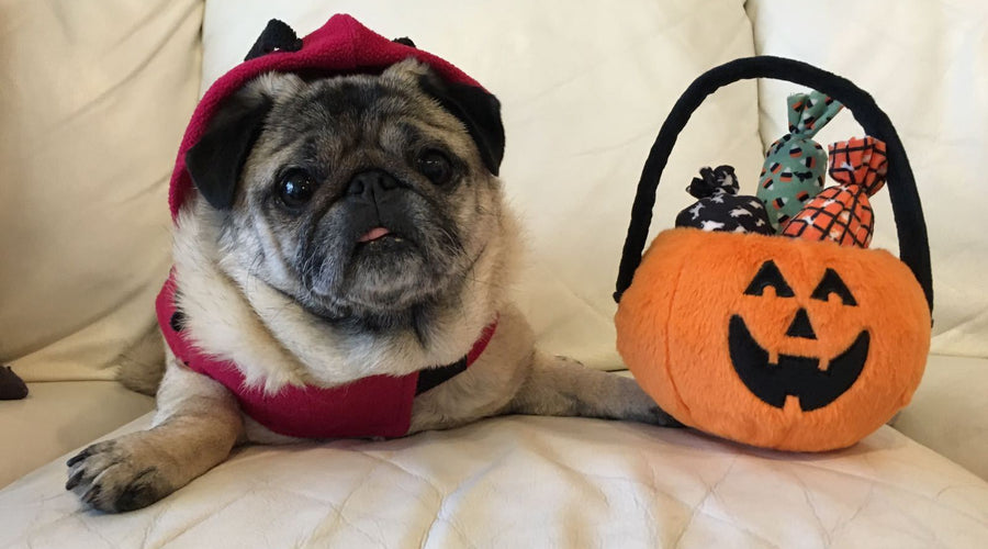 Momo Monday: Falling in Love With Fall