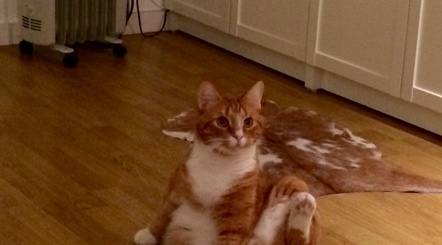 National Hairball Awareness Day