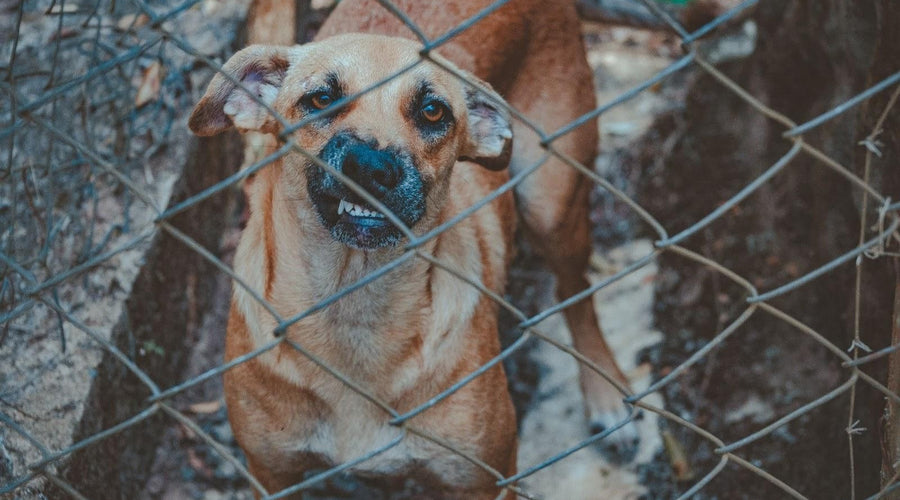 Helping Your Dogs Release Their Stress with these Natural Stress Relievers