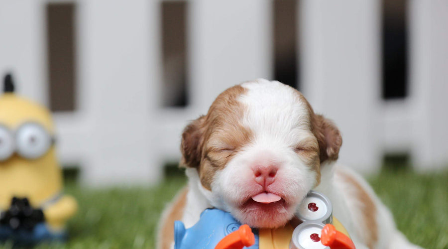 Never Had a Pregnant Dog Before? 4 Steps for a Successful Delivery