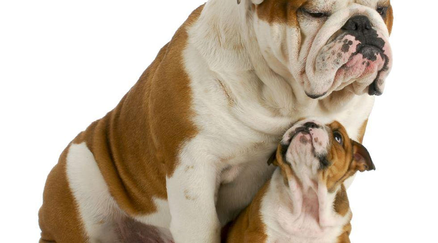 New Friends: Safely Introducing a New Dog to Your Home