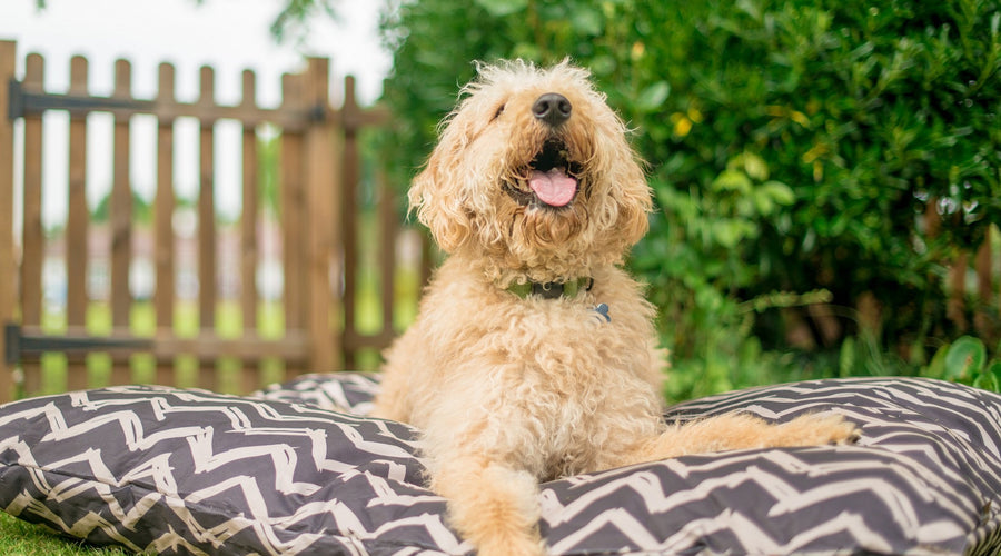 How To Prevent Your Dog From Biting People