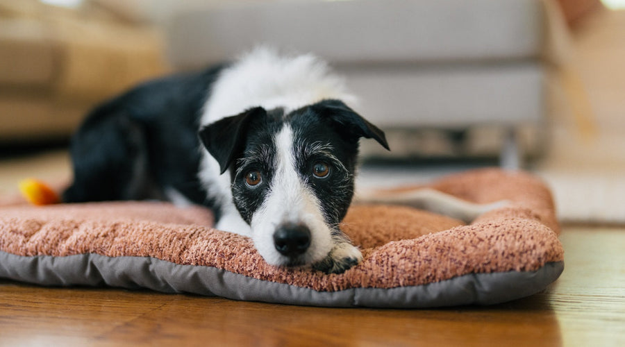 What Are the Side Effects of Spaying a Dog?