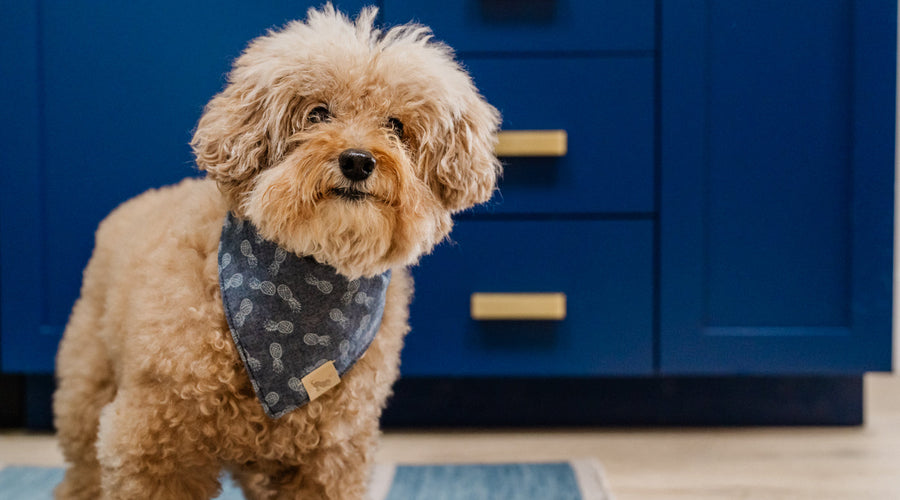 7 Tips to Help a Dog Who Is Struggling With Anxiety