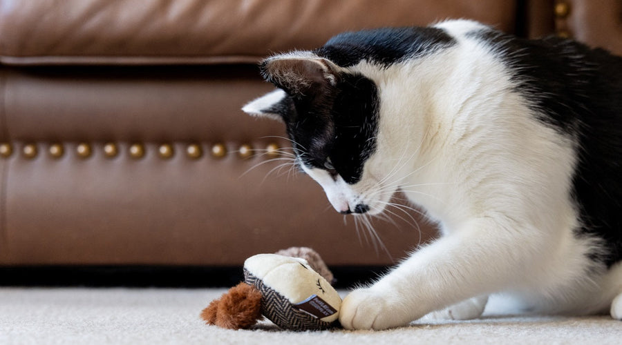 Why Does My Cat Scratch Around Her Food?