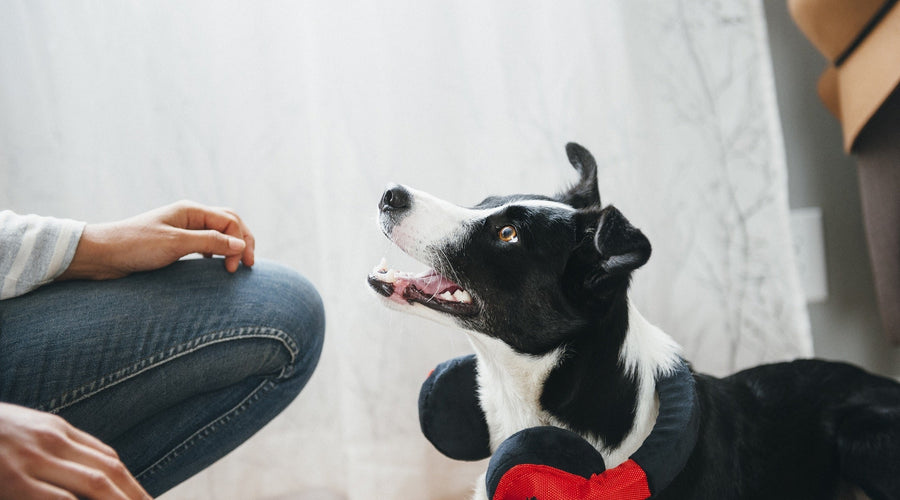 How to Prevent Travel Anxiety and Car Sickness Traveling With Your Dog