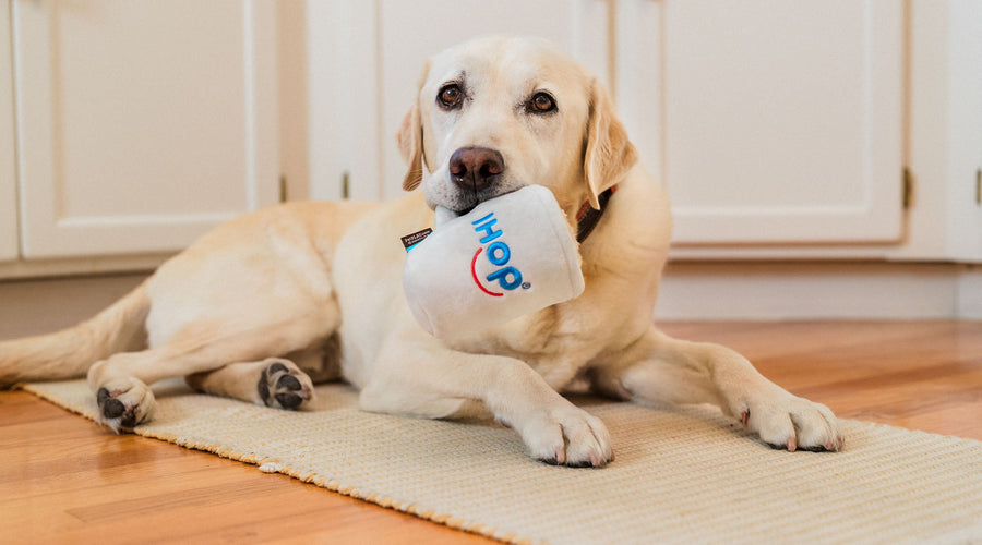 Good Dog Breeds for the Elderly