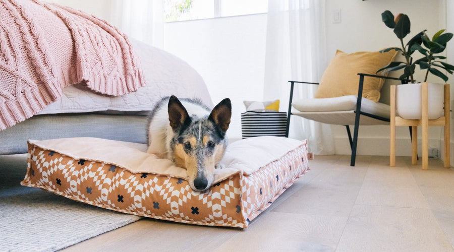 4 Dog-Friendly Ideas for Apartment Balconies