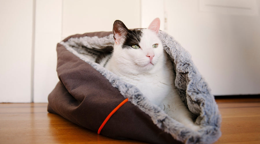 6 Best Things You Should Get For Your Cat