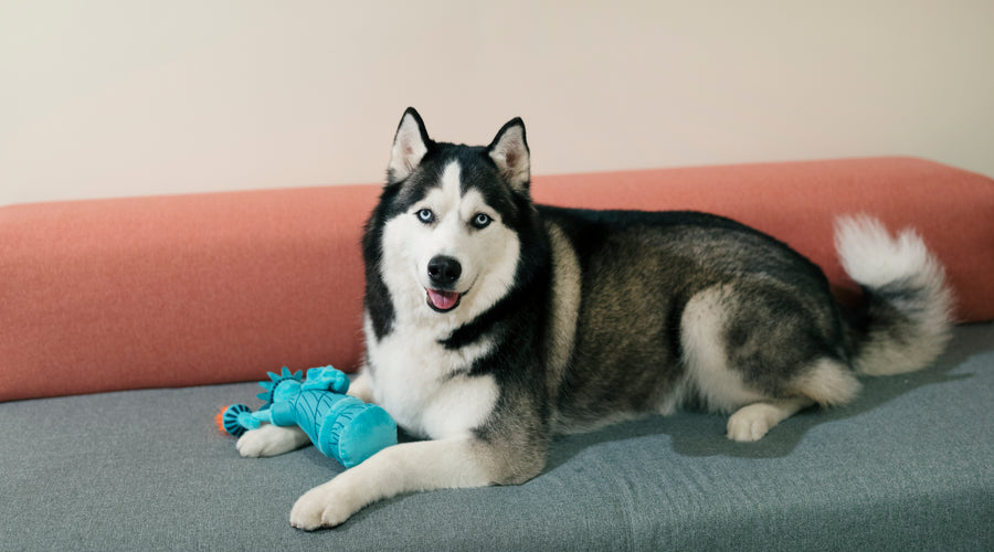 Training a Siberian Husky DogTips and Techniques for a Happy and Well-Behaved Companion.