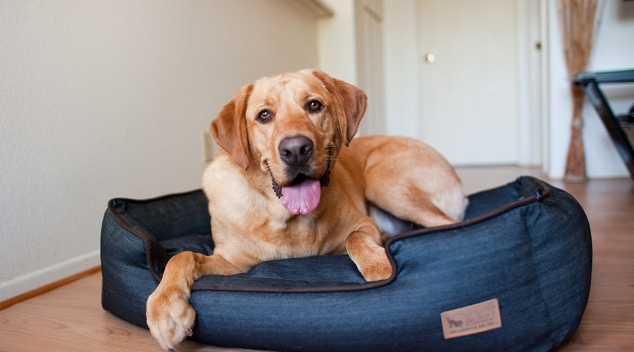 How to Cover Up Pet Smells in Your Home