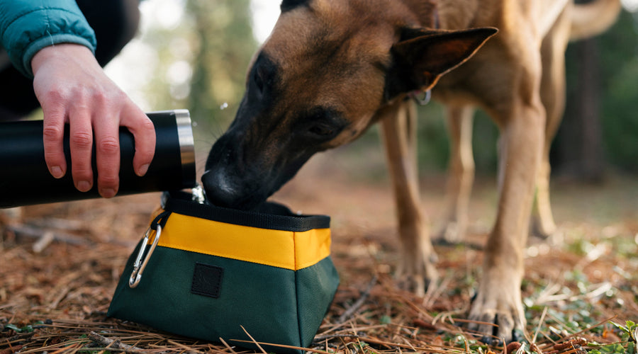 Summer Activities Your Dog Can Be Involved In