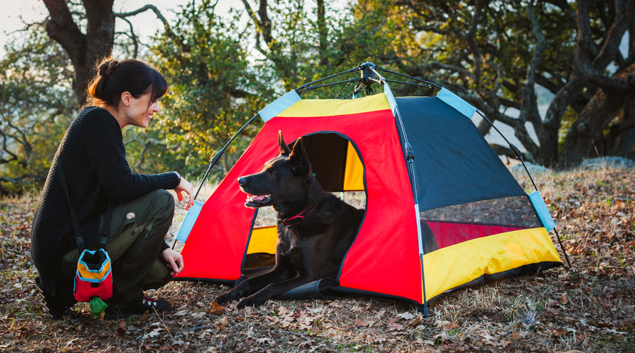 5 Ways to Prepare Your Pet for Flea & Tick Season