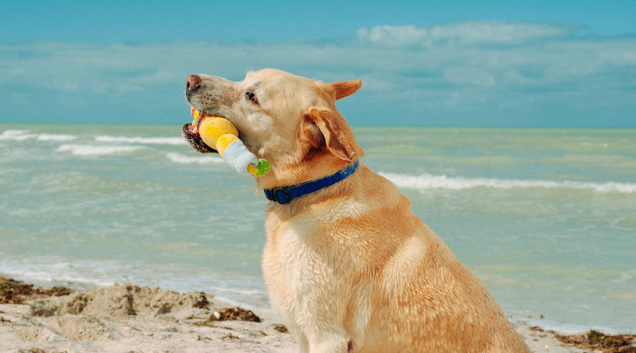 Guide to Preparing Your Dog for Air Travel