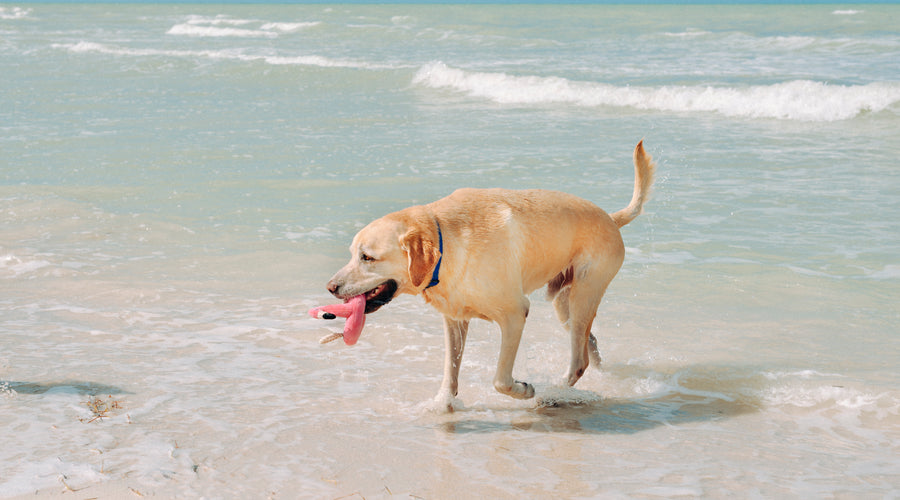 Is Swimming Safe for Dogs?