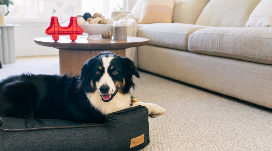 4 Ways to Pet-Proof Your Paint Job