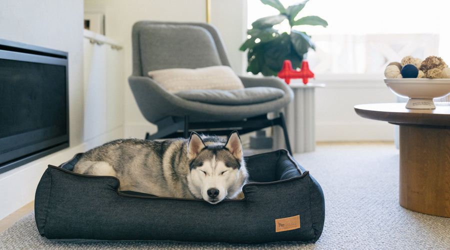 4 Injury Recovery Tips to Aid Hurt Dogs