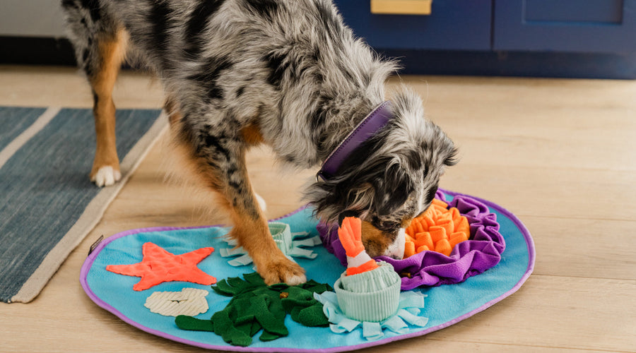 The Pros and Cons of Cheap and Expensive Dog Food
