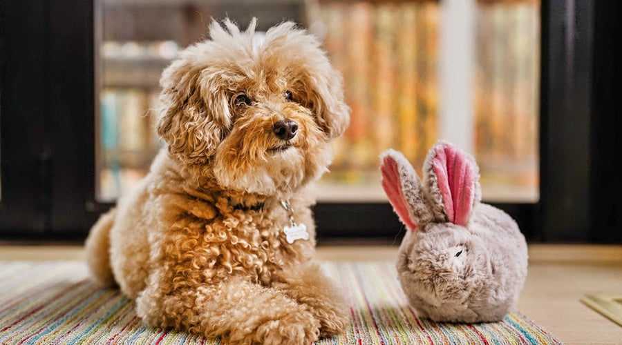 5 Most Common Poodle Health Issues