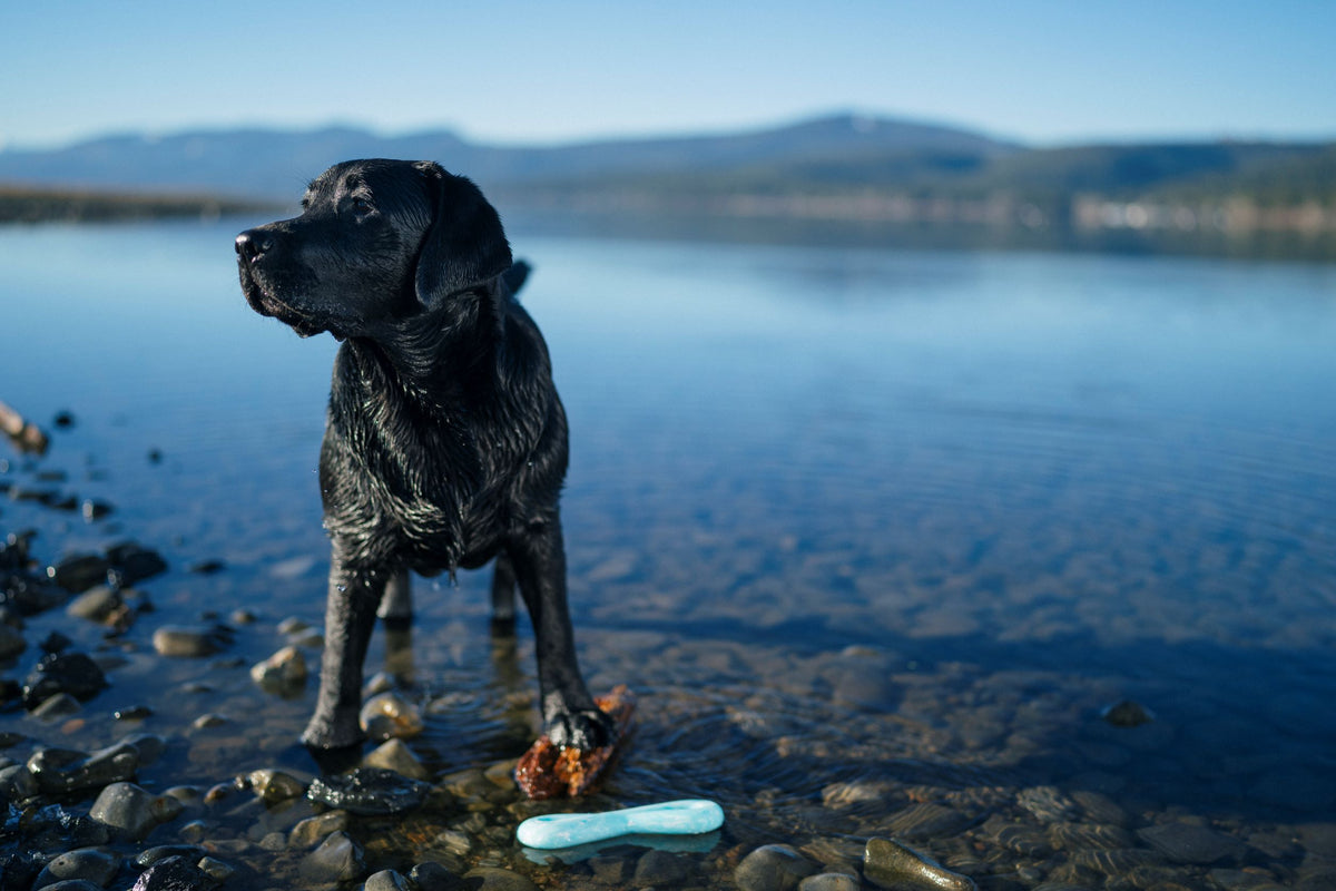 The Best Outdoor Activities To Enjoy With Your Dog – Play Pet Brands