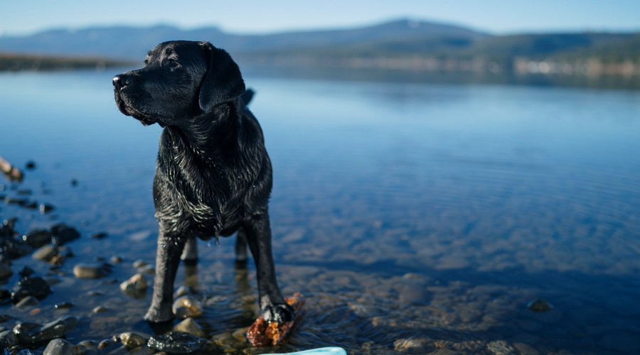 The Best Outdoor Activities To Enjoy With Your Dog